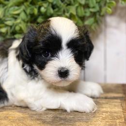 Cavapoo and Coton de Tulear Puppies from Big Gulch Puppies