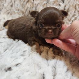 Choc. And tan, white markings 1 - Chocolate and tan male Chihuahua puppy in Richmond, Virginia from Breens