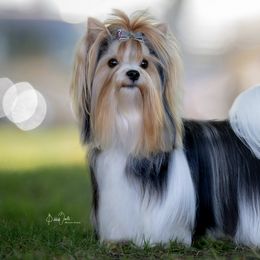 Biewer Terriers from Rivendell Biewer Terriers