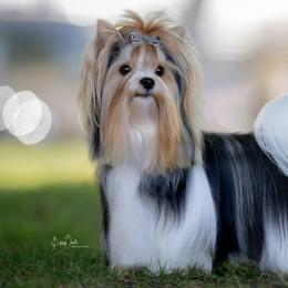 Biewer Terriers from Rivendell Biewer Terriers
