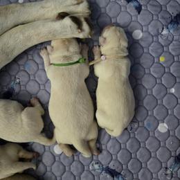 Green Collar - Yellow male Labrador Retriever puppy in Myakka City, Florida from Hearing Hearts Labradors