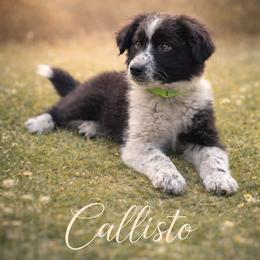 Callisto - Black & white female Australian Shepherd puppy in Citra, Florida from AEW Farm