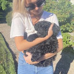 Whoodle Puppies from Whoodles of Love