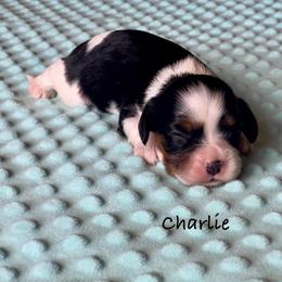 Charlie - Tri-color male Cavalier King Charles Spaniel puppy in Howardsville, Virginia from Spectacular Aussies and Cavaliers