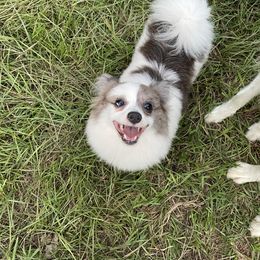 Marimo (AKC) - Blue merle female Pomeranian puppy in Bamberg, South Carolina from Shakhor Ohr Collies and Pomeranians