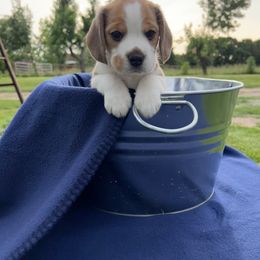 Beagle Puppies from Leslie Beagles of Leslie Farm