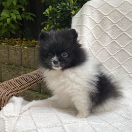 Oreo - Black parti male Pomeranian puppy in Citrus Heights, California from Yev and Marina's Pomeranians (AKC)