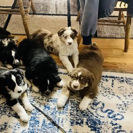 Australian Shepherd Puppies from Corbridge Aussies
