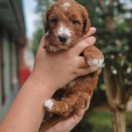 Strider - Red  male Goldendoodle puppy in Austin, Texas from Cedarcrest Goldendoodles