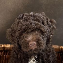 Lagotto Romagnolo Puppies from Joyful Lagotti