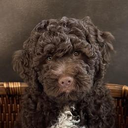 Lagotto Romagnolo Puppies from Joyful Lagotti