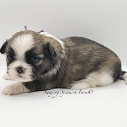 Brindle and White Female - Purple - Gold and white female Shih Tzu puppy in Crawfordsville, Indiana from Swaying Sycamore Farm