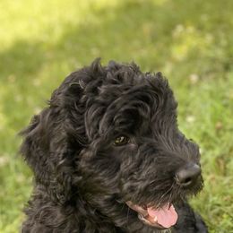 Australian Labradoodle, Goldendoodle, and Poodle Puppies from Aloha Doodles & Poodles