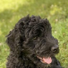 Australian Labradoodle, Goldendoodle, and Poodle Puppies from Aloha Doodles & Poodles
