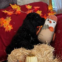 Wren - Saint Berdoodle puppy in Huntington Station, New York from R & C's for the Love of Doodles