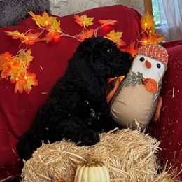 Wren - Saint Berdoodle puppy in Huntington Station, New York from R & C's for the Love of Doodles