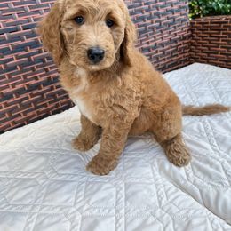 Goldendoodle Puppies from Coral Gables Doodles