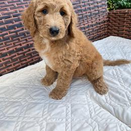 Goldendoodle Puppies from Coral Gables Doodles