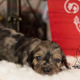 Black dapple girl - Dapple female Dachshund puppy in Seminary, Mississippi from Down South Mavericks Dachshunds