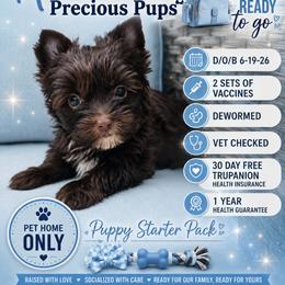 Rio - Liver male Yorkshire Terrier puppy in Wartburg, Tennessee from Amanda's Precious Pups