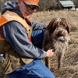 Wirehaired Pointing Griffon All Grown Up from Foggy Gap Griffons