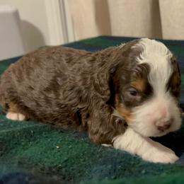 Lucky - Tri-color male Bernedoodle puppy in Los Angeles, California from Bernied00dle Love