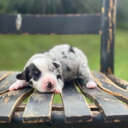 Vienna - Blue merle female Miniature Australian Shepherd puppy in Stuart, Virginia from Apple Tree Mini Aussies