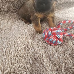Brussels Griffon Puppies from Jeanette Williams