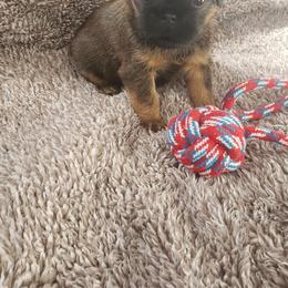 Brussels Griffon Puppies from Jeanette Williams