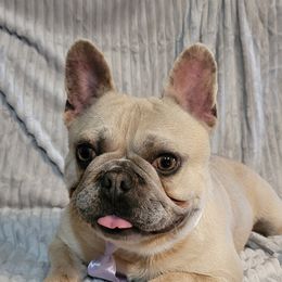 G - French Bulldog