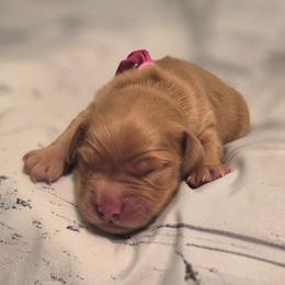 Pink - Dark golden female Golden Retriever puppy in Taft, Tennessee from McGraw's Fetching Pups