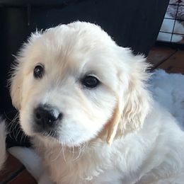 Golden Retriever Puppies from West Coast Cream Goldens