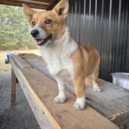 Piper - Red female Pembroke Welsh Corgi puppy in Boaz, Alabama from Brumblow’s Kennel