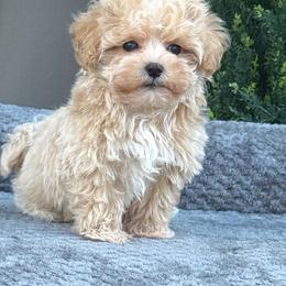 Toffee - Champagne male Maltipoo puppy in Lancaster, South Carolina from 3 Bs Havanese-PUPPIES with  PURPOSE