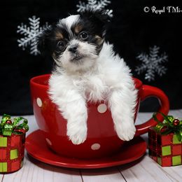 Monza - Black male Mi-Ki puppy in Elizabeth, Colorado from Royal T Mi-Kis