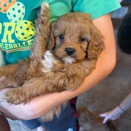 Nitro Brew - Red male Cavapoo puppy in River Falls, Wisconsin from Dottie's Doodles