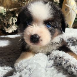 Bluey - Black tri female Miniature Australian Shepherd puppy in Lakeland, Florida from Sunshine Mini Aussies