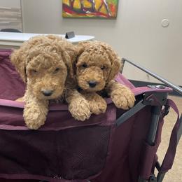 Goldendoodle and Poodle Puppies from Ransone’s Ridge Runners Poodles and Doodles
