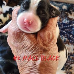 George - Black and white male English Springer Spaniel puppy in Craig, Nebraska from Fur & Feathers Kennel