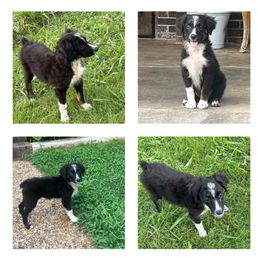 Maverick - Black tri male Miniature Australian Shepherd puppy in Alabama from SBA Aussies