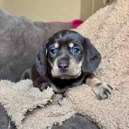 Cristina - Chocolate and tan female Dachshund puppy in Hornbeck, Louisiana from A&Z Mini Dachshunds