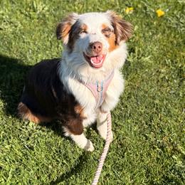 Hazelnut - Red merle female Miniature Australian Shepherd puppy in Oak Harbor, Washington from Happy-Go-Lucky Homestead