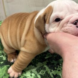 Bulldog Puppies from Bulldog's 4 Brothers