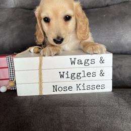 My favorite little Scout - Cream male Dachshund puppy in Stuart, Iowa from Johnson Family Paws