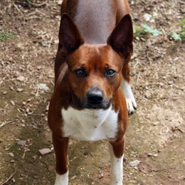 Rex - Rat Terrier