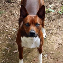 Rex - Rat Terrier