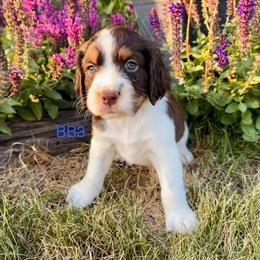 BB3 - Liver white and tan male English Springer Spaniel puppy in Britton, South Dakota from K&S Canines