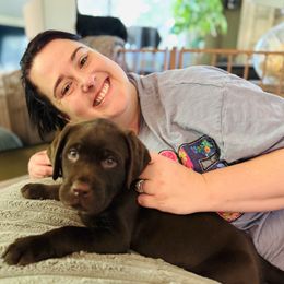 Rooster - Chocolate male Labrador Retriever puppy in Penn Valley, California from Pleasant Valley Creekside Ranch, LLC