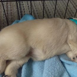 Golden Retriever Puppies from Summer Sun Goldens