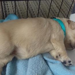 Golden Retriever Puppies from Summer Sun Goldens